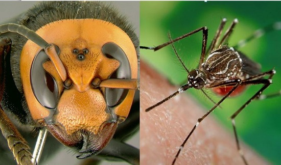 Morso e Punture di insetti: gestione, cura e prevenzione